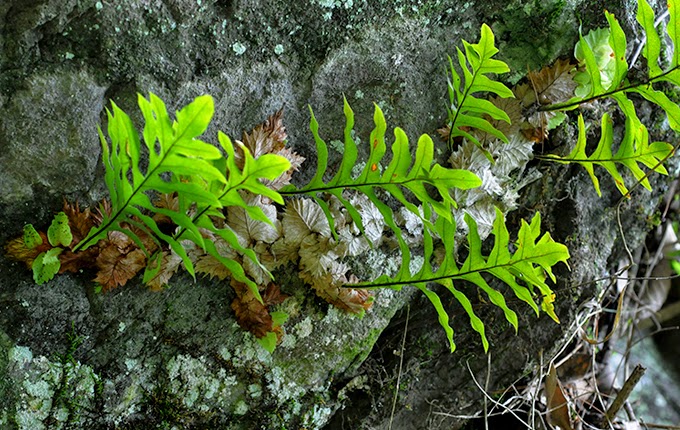 Không có ảnh